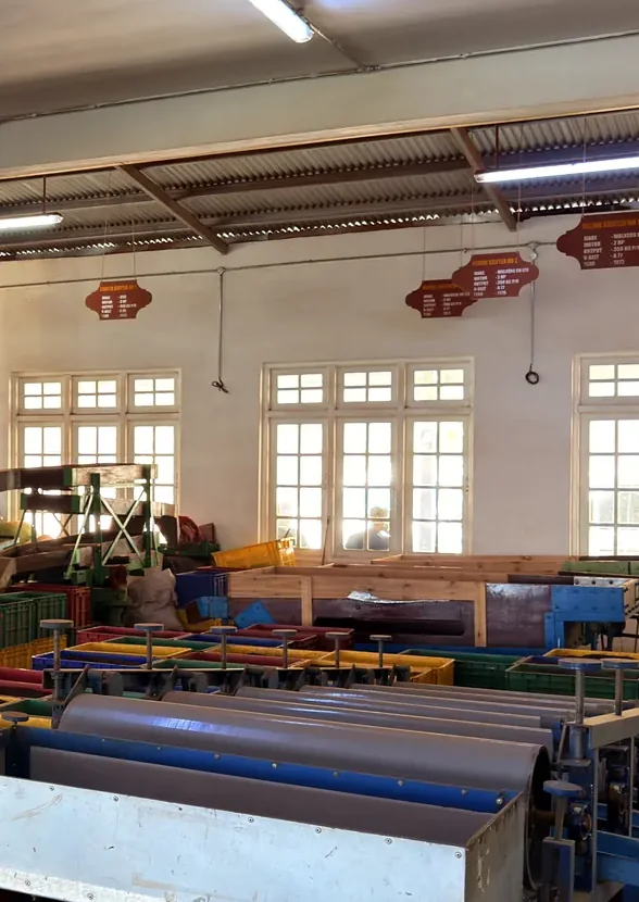 Working tea machinery inside Kingswood Tea Factory